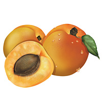 apricot kernel