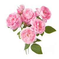 rose damask